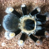 My B. Smithi Female 5.5