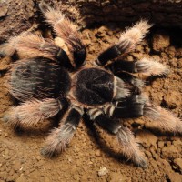 Female Brachypelma Klaasi