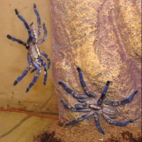 P.metallica Male And Female