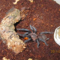 Brachypelma Vagan (mexican Redrump) 1"+