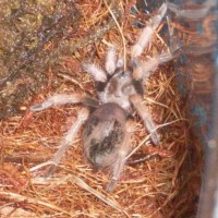 Brachypelma Emilia Sling