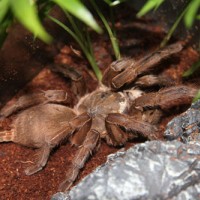 Unknown Tarantula