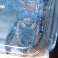 Poecilotheria Metallica M Or F #2