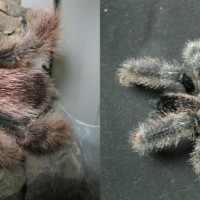 Avicularia sp., metallica?