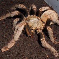 Haplopelma Hainanum