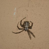 Name This Spider