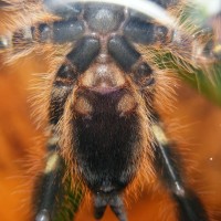 Poecilotheria Rufilata