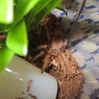 My B. Klaasi Sling