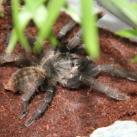 Haplopelma Something???