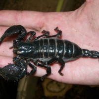 Emperor Scorpion