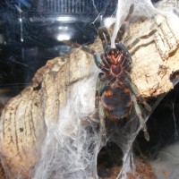 Chromatopelma Cyaneopubescens