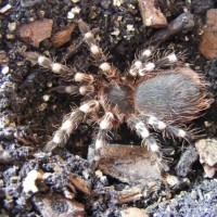 Acanthoscurria Geniculata