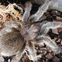 Grammostola Rosea