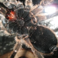 Grammostola Rosea M Or F