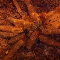 My Demonic Orange Fireball Tarantula