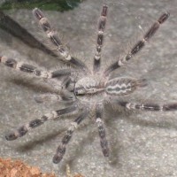 P. Smithi