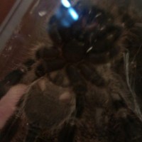 3" P. Regalis