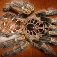 Grammostola Pulchripes Molt