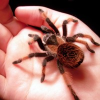 Mexican Red Leg (brachypelma Emilia)