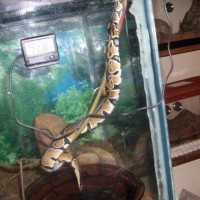 Ball Python