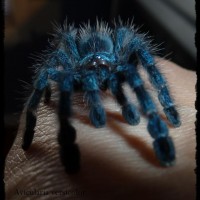 Avicularia Versicolor