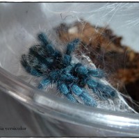 Avicularia Versicolor