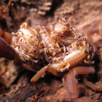 Babycurus Jacksoni Female & 7-day Old Brood