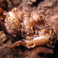 Babycurus Jacksoni Female & 7-day Old Brood