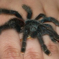 A. avicularia Shortly After Rescue From LPS