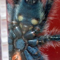 A. Versicolor Sex 2