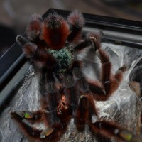 Avicularia Versicolor