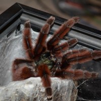 Avicularia Versicolor