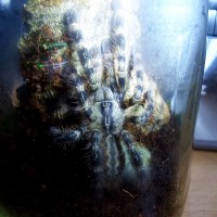 Poecilotheria Regalis