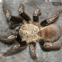 E. Murinus Female In Premolt