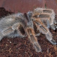 Grammostola Rosea