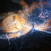 Obt Male Or Female?