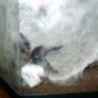 Avicularia Versicolor