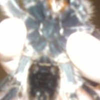 G. Aureostriata Male Or Female?