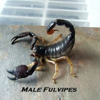 Male Heterometrus Fulvipes