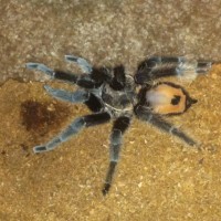 What Kind Of Tarantula Is This?