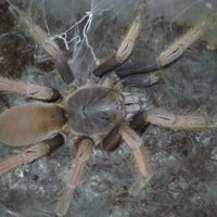 Can Any One Help Me To I.d This Tarantula