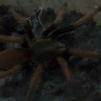 Pls Help Me To Identify This Tarantula