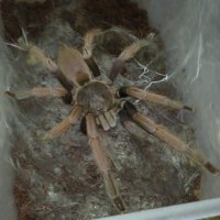 Pls Help Me To Identify This Tarantula