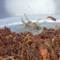 Brachypelma albopilosum