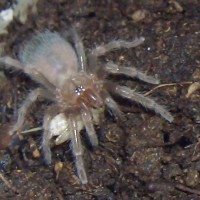 Brachypelma smithi