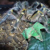 Grammostola pulchripes