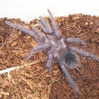 Lasiodora parahybana