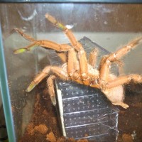 Chilobrachys