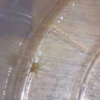 Tiny Spider Id??