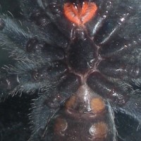 P. Irminia Sex?